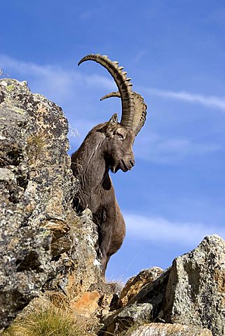 Alpine Ibex (Capra ibex) in rocky mountainous landscape, National Park Gran Paradiso, Italy