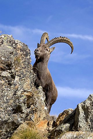 Alpine Ibex (Capra ibex) in rocky mountainous landscape, National Park Gran Paradiso, Italy