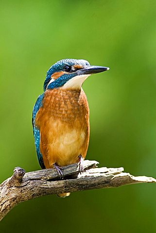 Common or European Kingfisher (Alcedo atthis) perched on a branch, Oberpleis, North Rhine-Westphalia, Germany, Europe