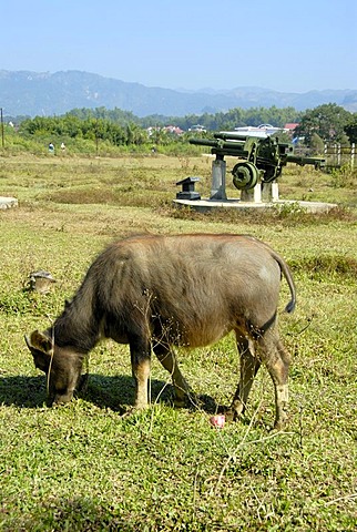 First Indochina War 1954, water buffalo grazing in front of old French artillery cannon in the field, Dien Bien Phu, Vietnam, Southeast Asia, Asia