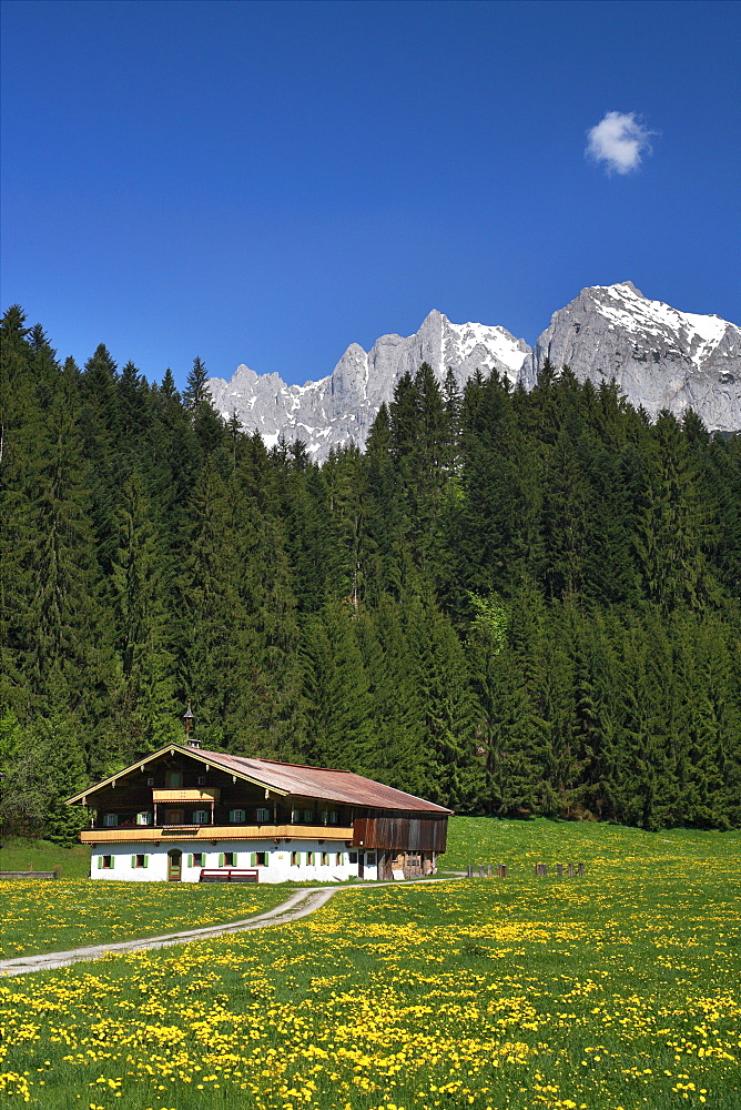 Farm between Going and St. Johann, dandelion meadow in spring, Wilder Kaiser mountain, Tyrol, Austria, Europe