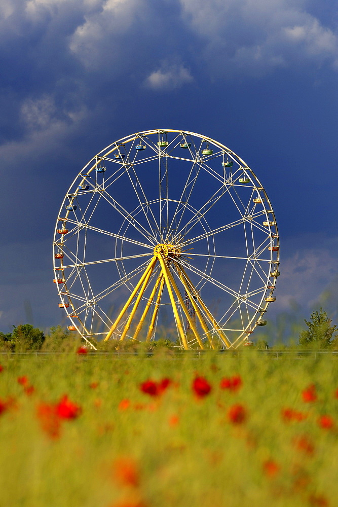 Ferris wheel, poppy field, Tuerkheim, Unterallgaeu district, Bavaria, Germany, Europe