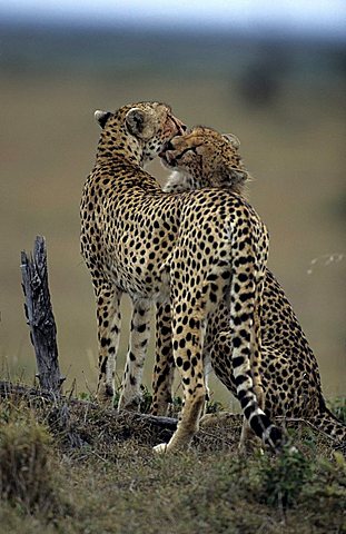 Two cheetahs (Acinonyx jubatus)