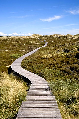 Dunes near Norddorf, Amrum, North Frisia, Schleswig-Holstein, Germany, Europe