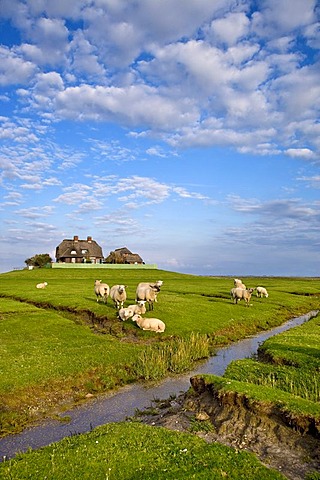 Sheep on a warft, dwelling mount, Hallig Suedfall, North Frisia, Schleswig-Holstein, Germany, Europe