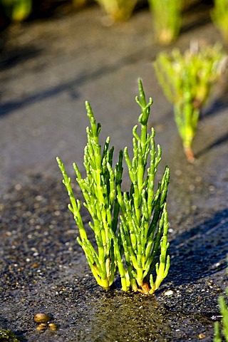 Salicornia or Pickle Weed, Sylt Island, North Frisia, Schleswig-Holstein, Germany, Europe