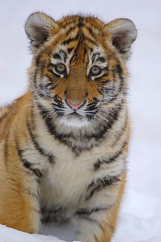 Sibirian Tiger (Panthera tigris altaica) portrait young