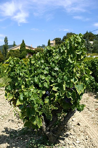 Vine, vineyard cultivation in Le Pegue, Provence, France, Europe