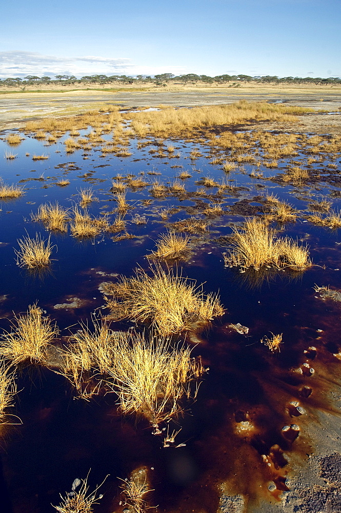 During the rainy season tannin rich water runs out of the Big Marsh into the gorge, Ndutu, Ngorongoro, Tanzania, Africa