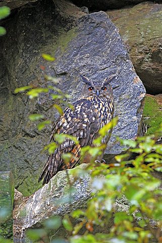 Eurasian Eagle-owl (Bubo bubo) perched on a cliff, enclosure area, Bavarian Forest National Park, Bavaria, Germany, Europe