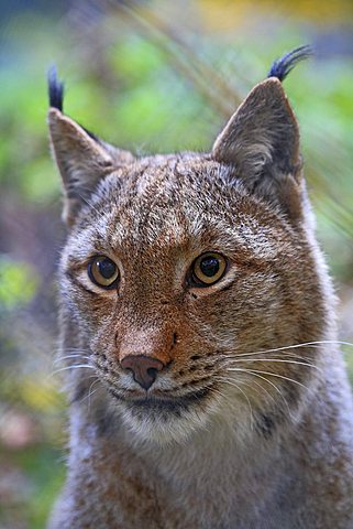 Portrait, Eurasian Lynx, or Northern Lynx (Lynx lynx) in an enclosure, Tierpark Weilburg Zoo, Hesse, Germany, Europe