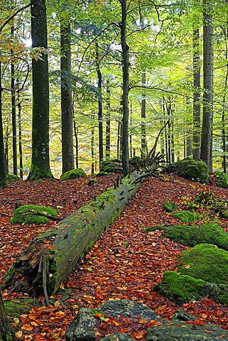 Dead wood in the forest as an important habitat for many species, Bavarian Forest National Park, Bavaria, Germany, Europe