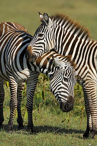 Plains Zebras (Equus quagga) Lake Nakuru Kenya Africa