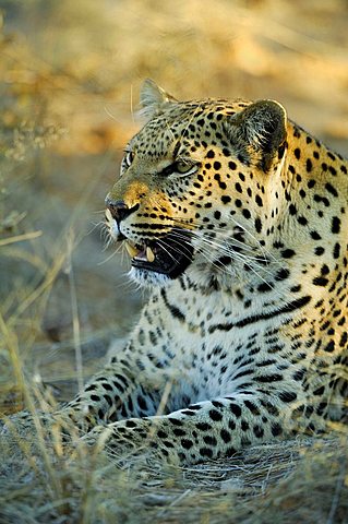 Leopard (Panthera pardus) resting in the evening light Portrait