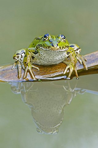 Mirrored Edible Frog (Rana esculenta)