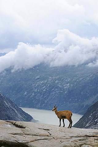 Chamois (Rupicapra rupicapra) standing on a rock ledge, view of the valley