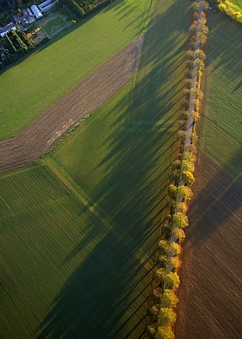 Aerial photo, country road with trees and fields, Werl, Kreis Soest, Soester Boerde, South Westphalia, North Rhine-Westphalia, Germany, Europe