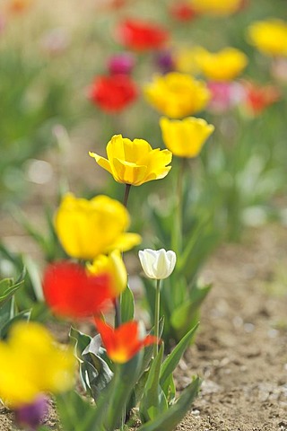 Various tulips (Tulipa hybrid)