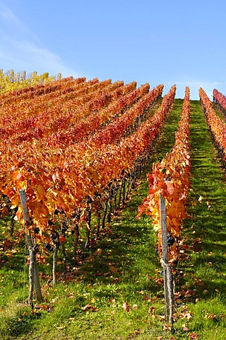 Dornfelder grape vineyard in Remstal, Baden-Wuerttemberg, Germany, Europe