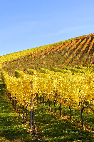 Riesling grape vineyard in Remstal, Baden-Wuerttemberg, Germany, Europe