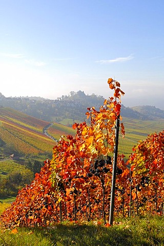 Lemberger grape vineyard near Stuttgart-Rotenberg, Baden-Wuerttemberg, Germany, Europe