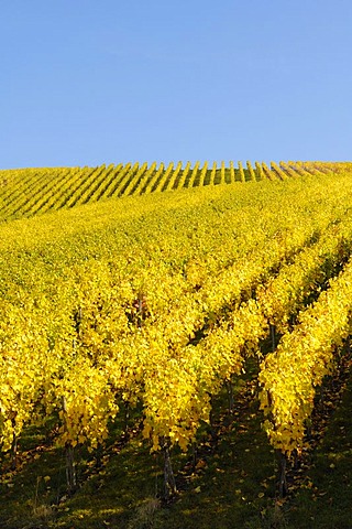 Riesling grape vineyard in Remstal, Baden-Wuerttemberg, Germany, Europe