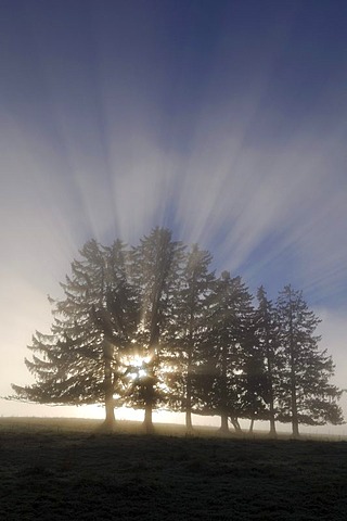 Spruces (Picea abies) in fog, Allgaeu, Bavaria, Germany, Europe