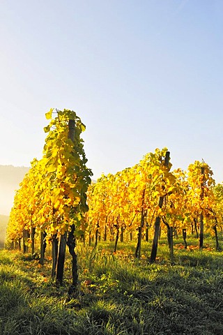 Vineyard with Riesling grapes, Stetten im Remstal, Baden-Wuerttemberg, Germany, Europe