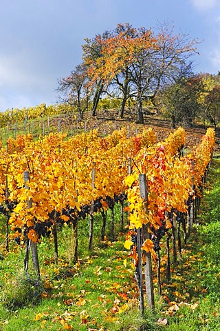 Vineyard with Lemberg grapes, Stetten im Remstal, Baden-Wuerttemberg, Germany, Europe