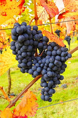 Lemberg grapes