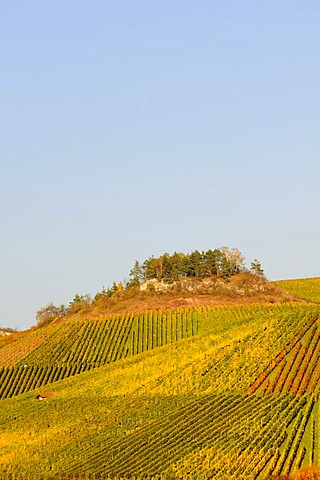 Vineyard near Struempfelbach in Remstal Valley, Baden-Wuerttemberg, Germany, Europe