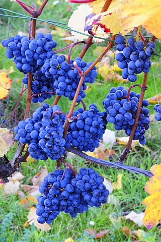 Lemberg grapes