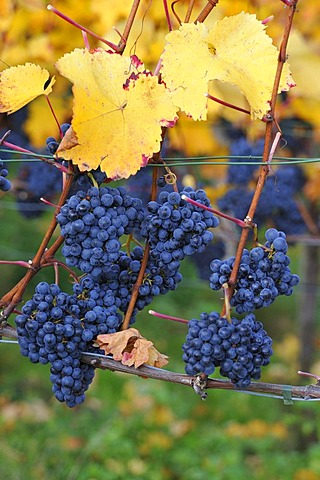 Lemberg grapes