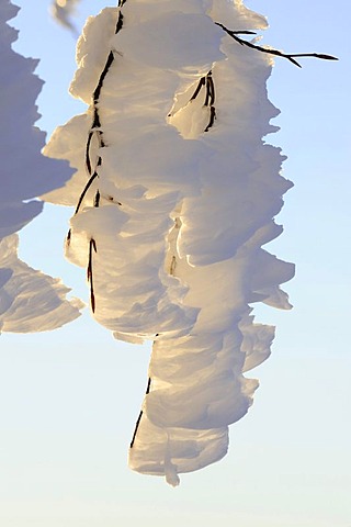 Hoarfrost on the branch of a Beech tree, South Black Forest, Germany, Europe