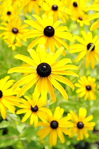 Black-eyed Susan or Brilliant Coneflower (Rudbeckia fulgida)