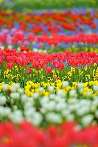 Tulips (Tulipa)