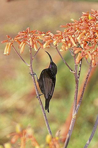 Amethyst Sunbird (Nectarinia amethystina), Addo Elephant National Park, Port Elizabeth, South Africa