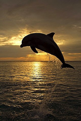 Bottlenose Dolphin (Tursiops truncatus) leaping out of the water in front of a sunset, Caribbean, Roatán, Honduras, Central America