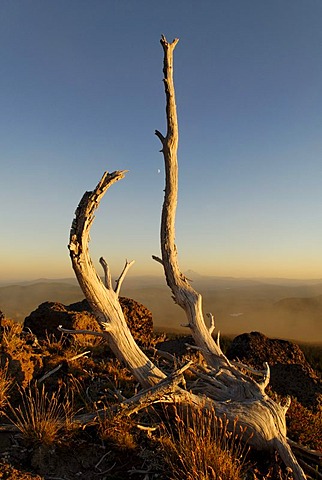 Skeletal tree at Mount Hood volcano, Cascade Range, Oregon, USA