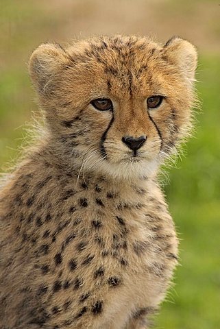 Cheetah (Acinonyx jubatus), young animal, Sabi Sand Game Reserve, Kruger National Park, South Africa