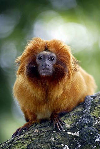 Golden Lion Tamarin Monkey (Leontideus rosalia), adult, portrait, existence : South America