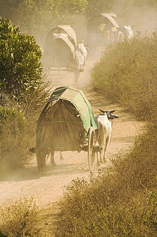 Ox carriages on a dusty road, Bagan, Burma, Myanmar, Southeast Asia