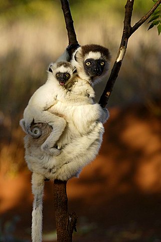 Verreaux's Sifaka (Propithecus verreauxi), adult, female, with a young animal, in a tree, Berenty Game Reserve, Madagascar