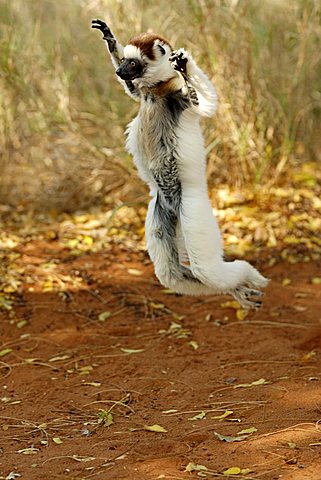 Verreaux's Sifaka (Propithecus verreauxi), adult, jumping, dancing, Berenty Game Reserve, Madagascar