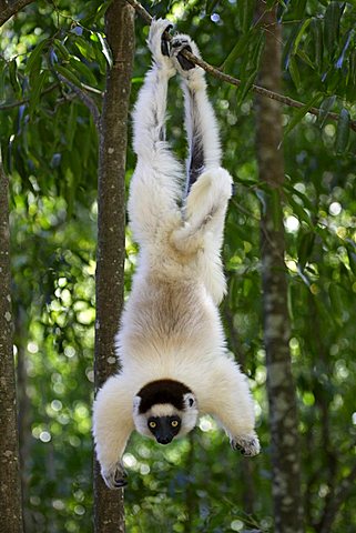 Verreaux's Sifaka (Propithecus verreauxi), adult, in a tree, Berenty Game Reserve, Madagascar