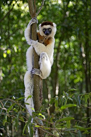 Verreaux's Sifaka (Propithecus verreauxi), adult, in a tree, Berenty Game Reserve, Madagascar