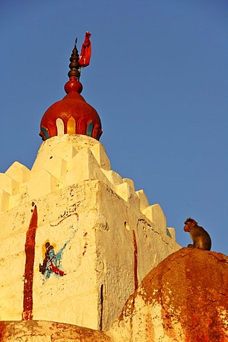 Rhesus macaque on temple roof, Hampi, Karnataka, India, South Asia