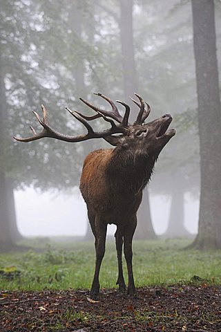 Red deer (Cervus elaphus), stag