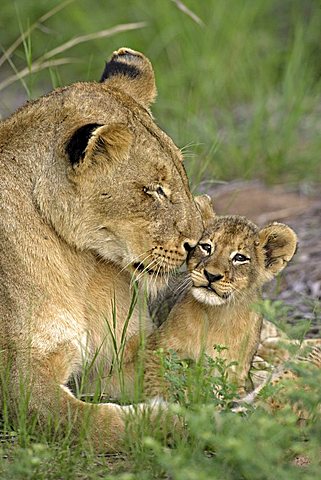 Lion (Panther leo), lioness and cub, social interaction, Sabi Sand Game Reserve, South Africa