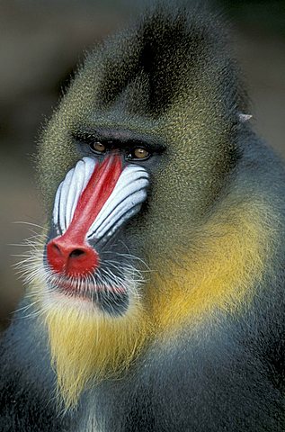 Mandrill monkey (Mandrillus sphinx), adult male, portrait, native to Africa